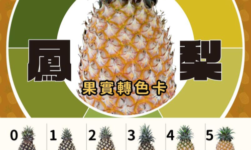 鳳梨收成轉色卡